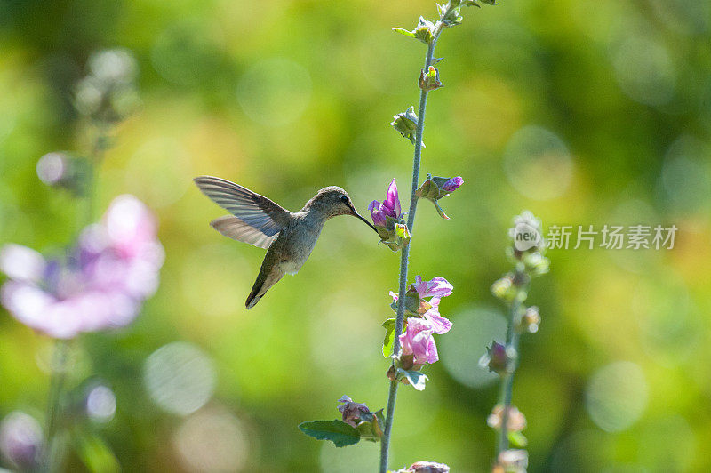 安娜的蜂鸟为紫色/薰衣草花授粉